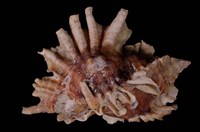 藏品(傘旗骨螺)的圖片